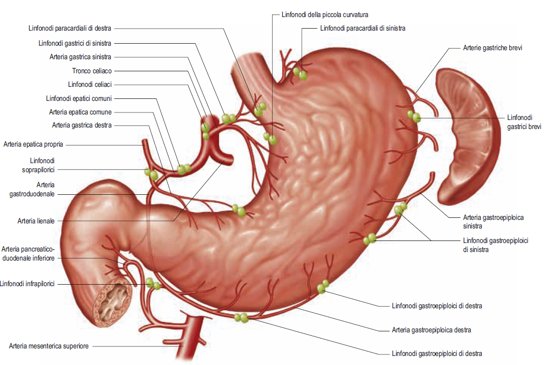 Atlante fotografico di anatomia umana